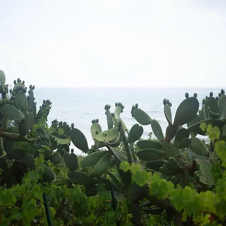 Calamona